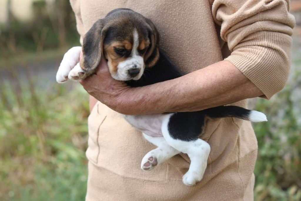 
                                                Chien
                                                 A donner Chiot beagle femelle