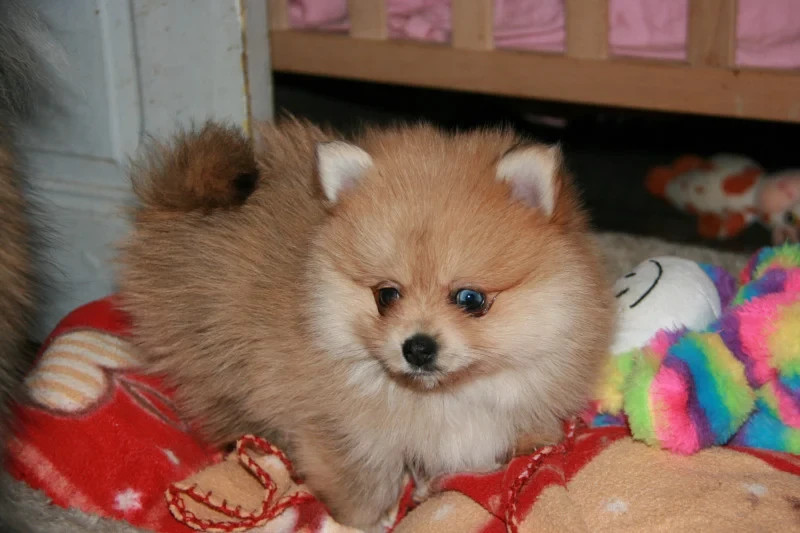 
                                                Chien
                                                 A donner Chiot Spitz allemand