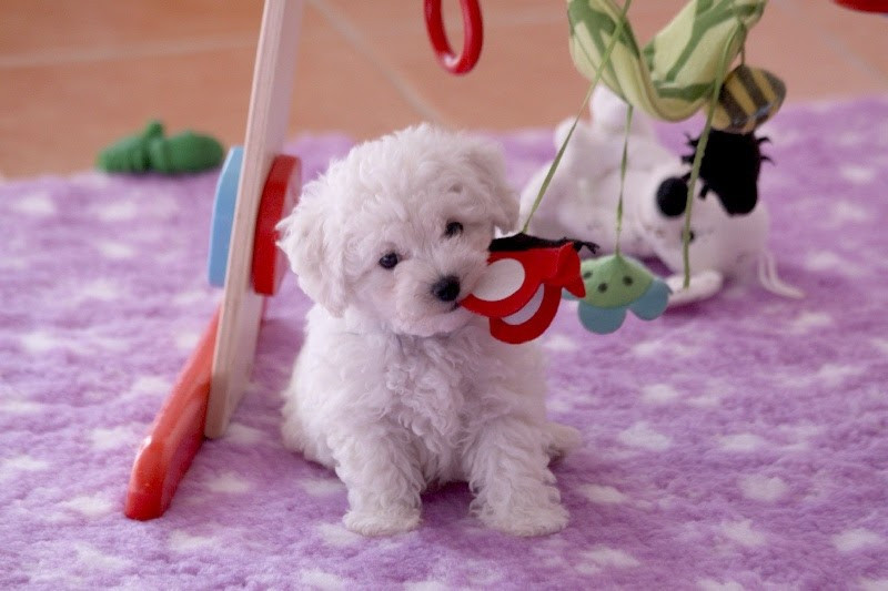 
                                                Chien
                                                 A donner femelle Bébé type bichon frisé