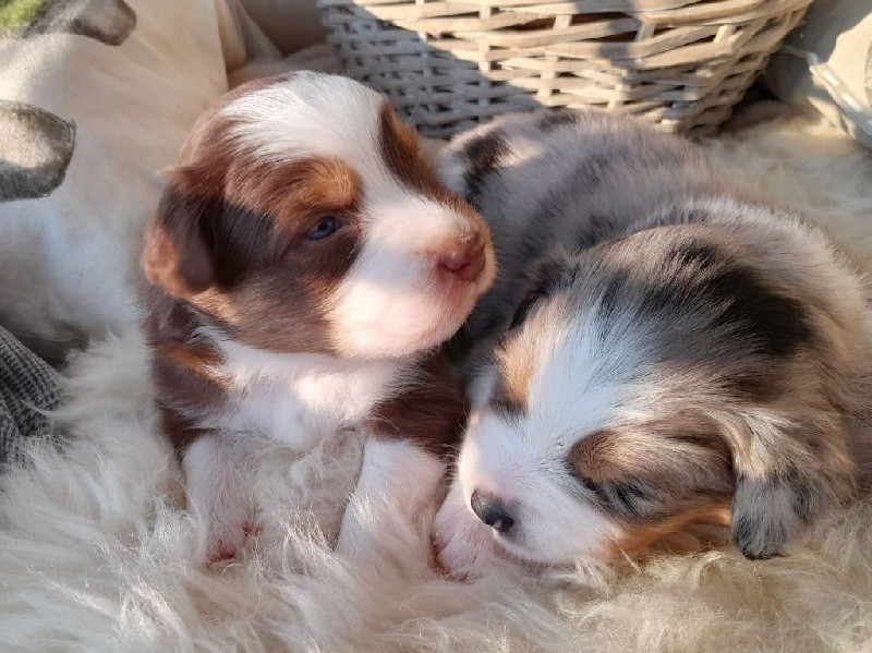
                                                Chien
                                                 A Réserver Beaux Chiots Bergers Australiens