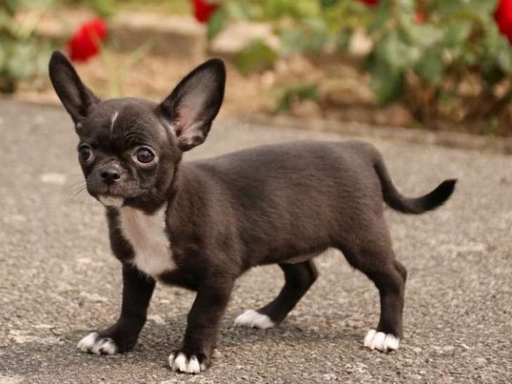 
                                                Chien
                                                 Adorable et magnifique chiot chihuahua