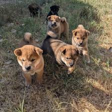 
                                                Chien
                                                 Adorables bébés shiba inu