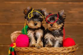 
                                                Chien
                                                 ADORABLES CHIOTS " YORKSHIRE "