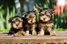 
                                                Chien
                                                 adorables chiots yorkshire