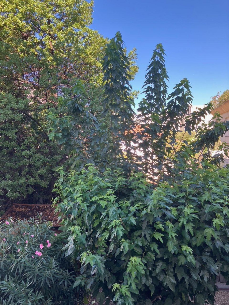 
                                                Location
                                                 Beau T2 rénové, charmant et très calme