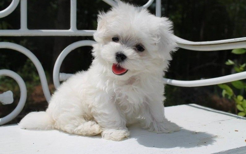 
                                                Chien
                                                 Bichon maltais femelle à donner