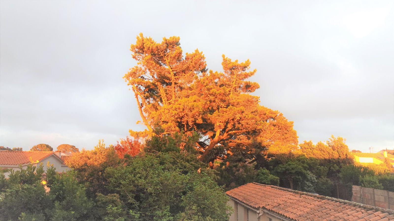 
                                                Location
                                                 Bois, lac, plage, mer à "2 pas" de l'appartement!