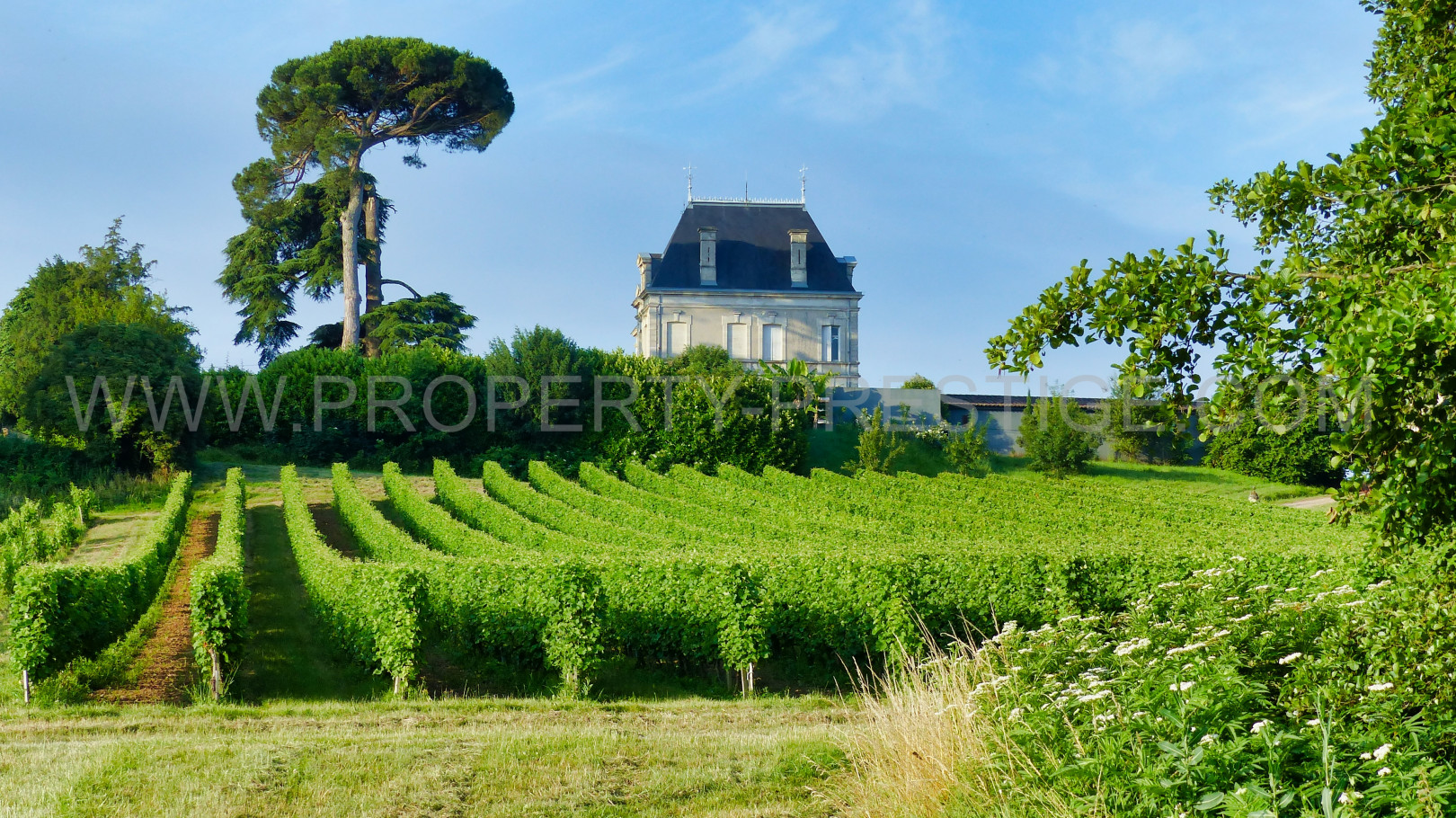 
                                                Vente
                                                 BORDEAUX – CHATEAU VITICOLE – 22 HA – CANON FRONSAC