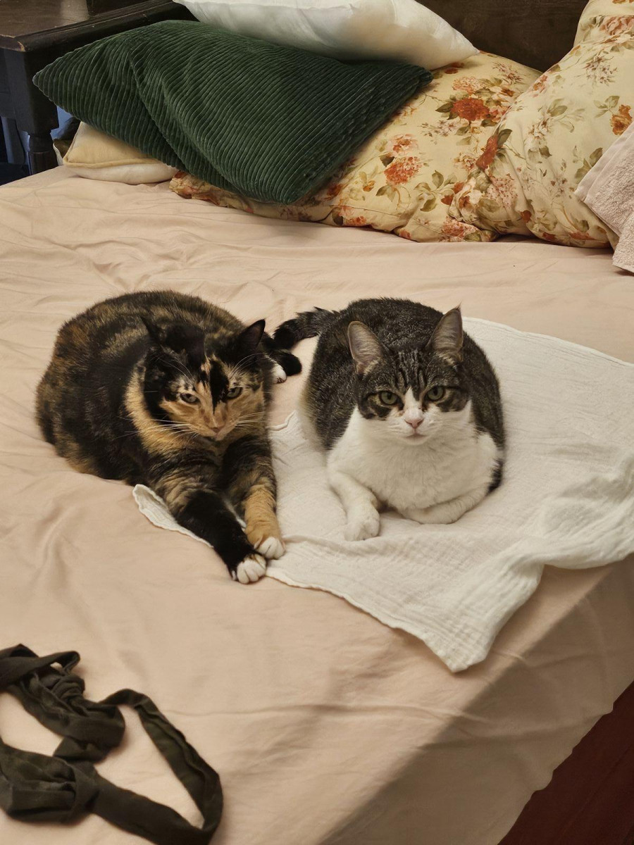 
                                                Colocation
                                                 Chambre avec terrasse vue magique sur Notre Dame.