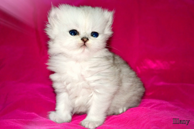 
                                                Chat
                                                 chaton Persan Chinchilla femelle à céder