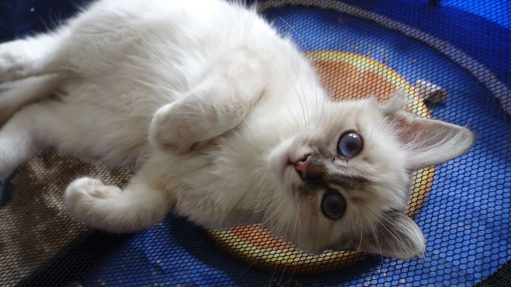 
                                                Chat
                                                 chaton sacré de birmanie a donner