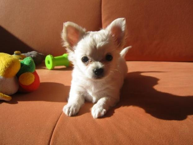 
                                                Chien
                                                 Chihuahua d'apparence femelle poils longs