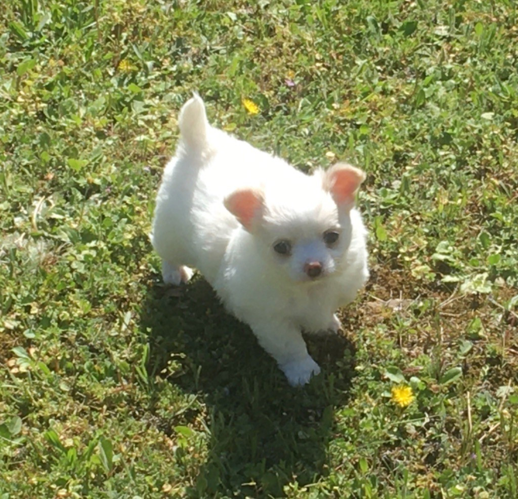 
                                                Chien
                                                 Chihuahuas blanche à donner contre con soin
