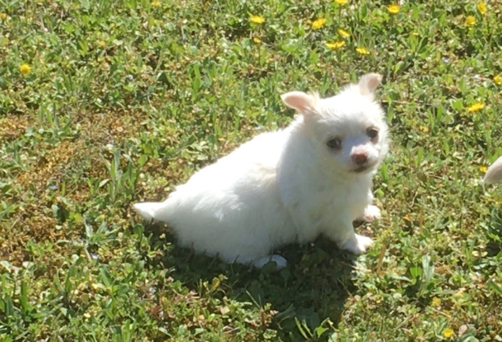 
                                                Chien
                                                 Chihuahuas blanche à donner contre con soin