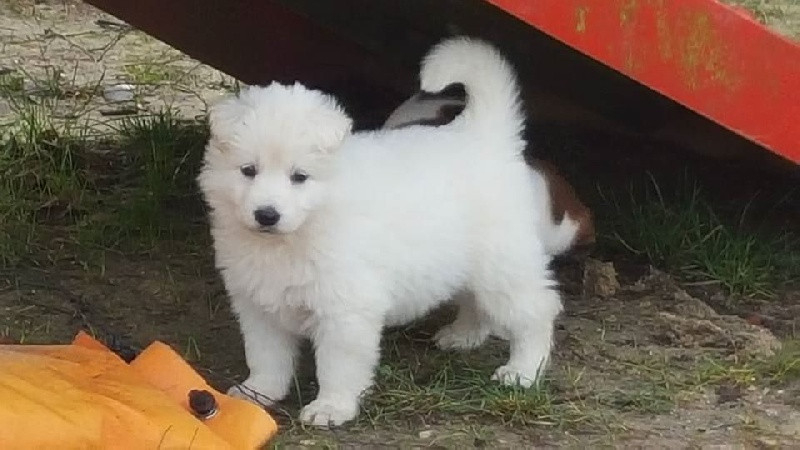 
                                                Chien
                                                 Chiot berger blanc suisse a donner