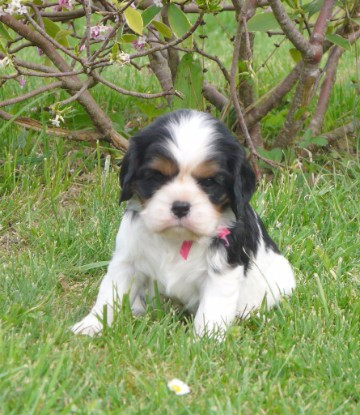 
                                                Chien
                                                 Chiot Cavalier King Charles Spaniel femelle