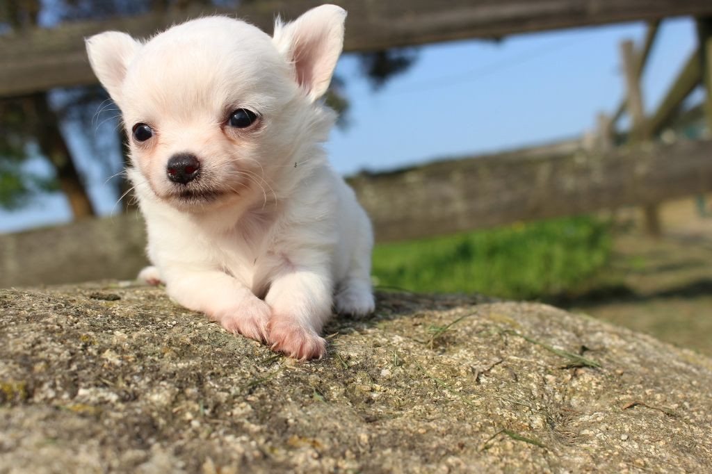 
                                                Chien
                                                 Chiot chihuahua mini à donner