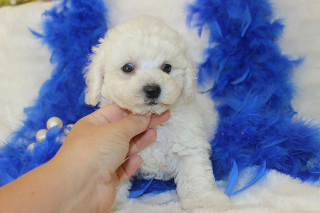
                                                Chien
                                                 Chiot femelle Bébé type bichon frisé