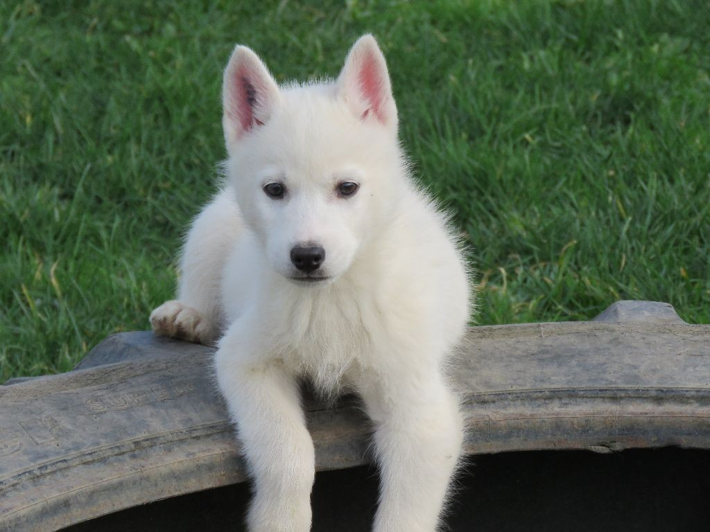 
                                                Chien
                                                 Chiot Siberian Husky lof a donner