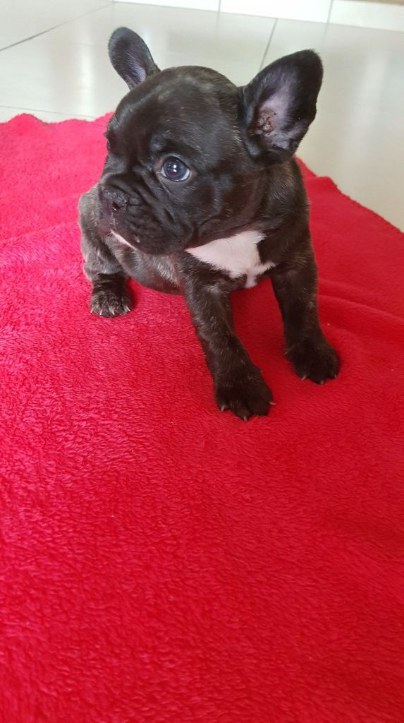 
                                                Chien
                                                 Chiot type Bouledogue français Femelle