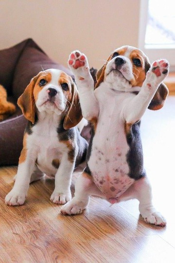 
                                                Chien
                                                 Chiots Beagle à donner
