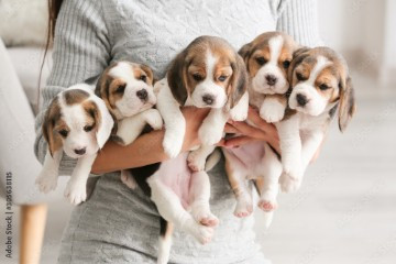 
                                                Chien
                                                 Chiots Beagle pour adoption