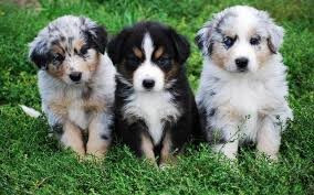 
                                                Chien
                                                 Chiots Berger australien à donner