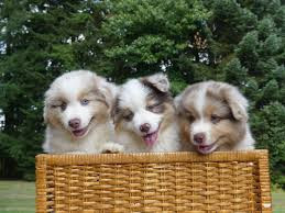 
                                                Chien
                                                 chiots berger australien LOF