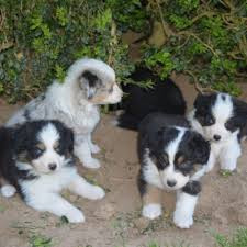 
                                                Chien
                                                 Chiots bergers australien