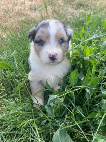 
                                                Chien
                                                 Chiots bergers australiens LOF à réserver