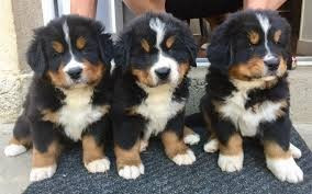 
                                                Chien
                                                 Chiots Bouvier Bernois à donner