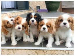 
                                                Chien
                                                 Chiots Cavalier King Charles Spaniel