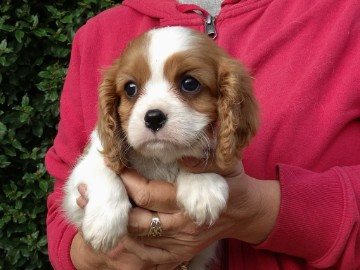 
                                                Chien
                                                 CHIOTS CAVALIER KING CHARLES SPANIEL