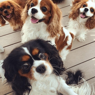 
                                                Chien
                                                 Chiots Cavalier King Charles Spaniel à donner