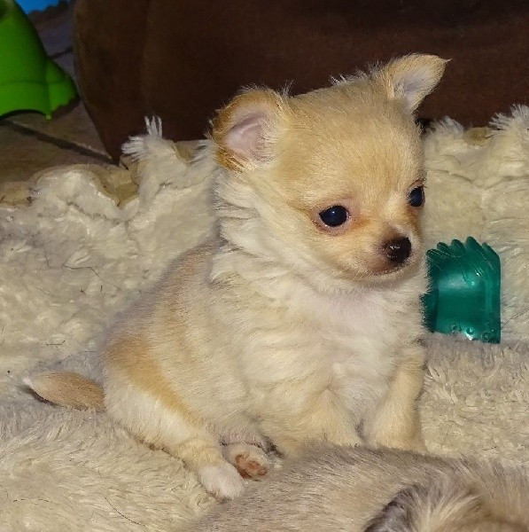 
                                                Chien
                                                 Chiots Chihuahua disponibles