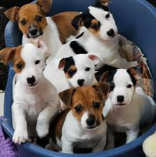 
                                                Chien
                                                 Chiots jack russel