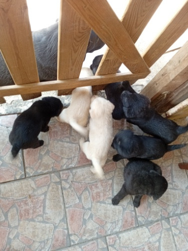
                                                Chien
                                                 Chiots labrador retreiver a donné