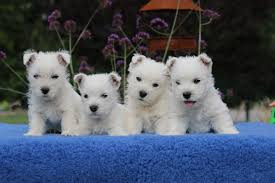 
                                                Chien
                                                 Chiots westie disponibles
