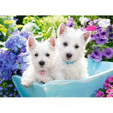 
                                                Chien
                                                 chiots westie inscrit au LOF
