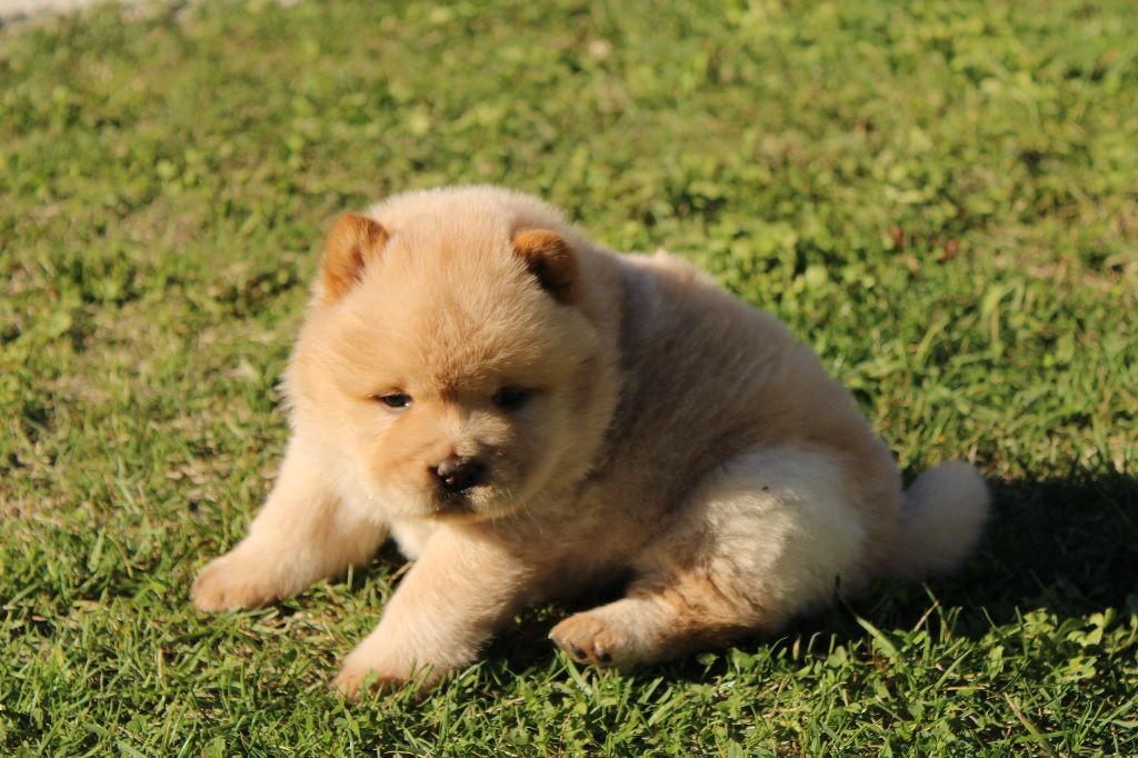 
                                                Chien
                                                 Disponible Chiot Chow Chow à donner