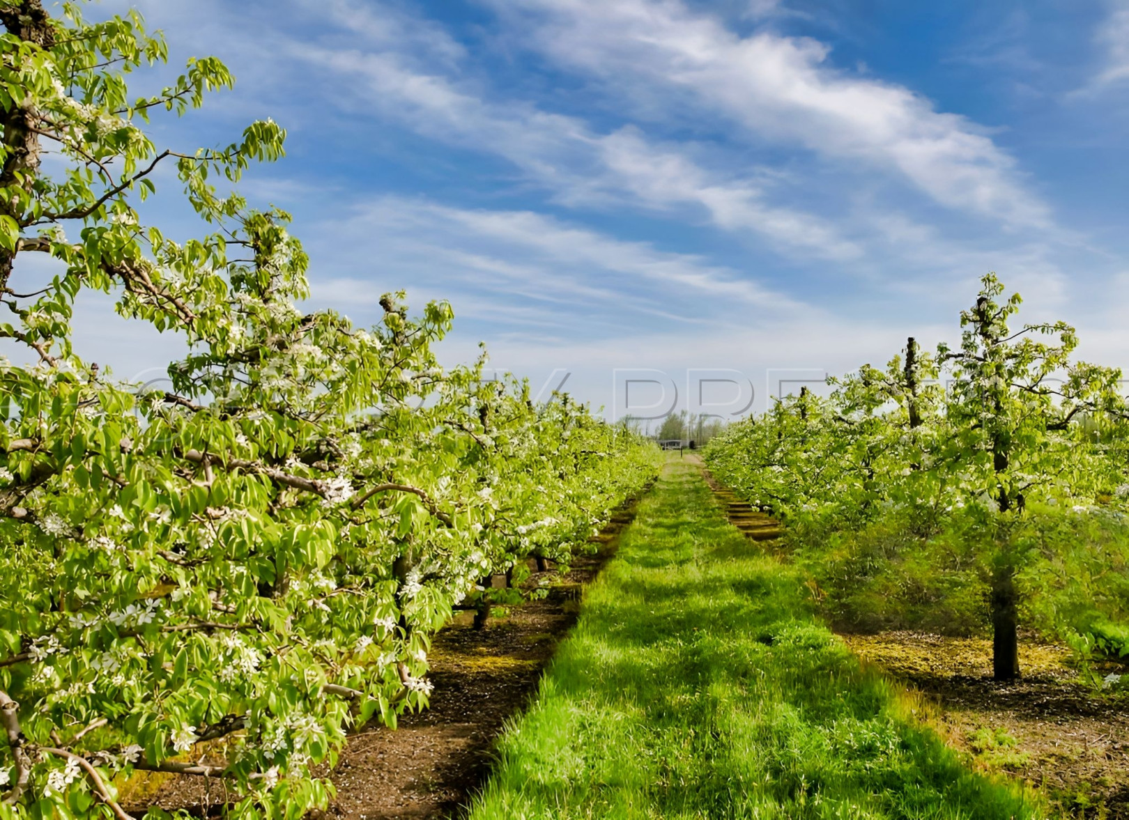 
                                                Vente
                                                 DOMAINE PRUNICOLE 65 ha - AGEN