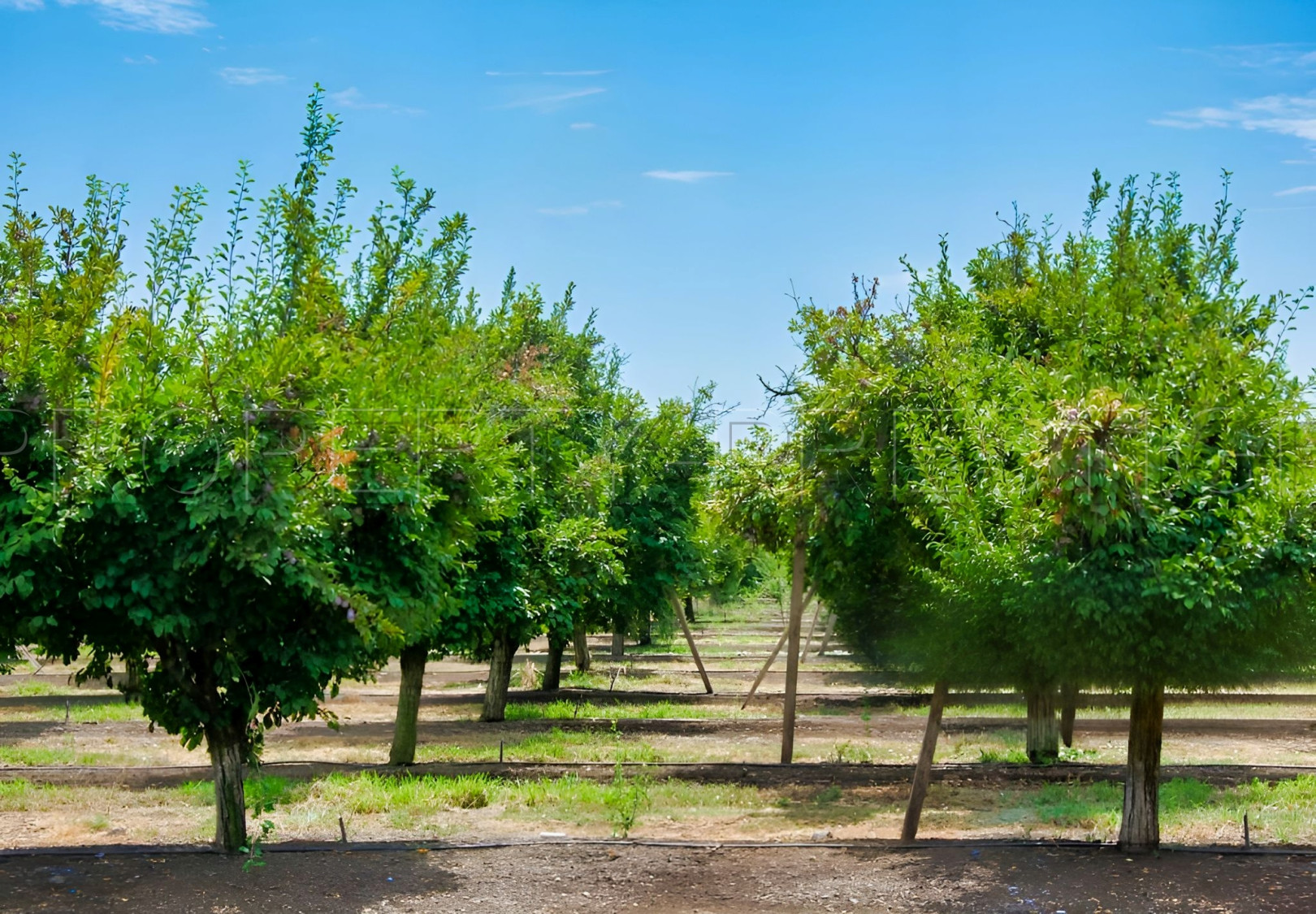 
                                                Vente
                                                 DOMAINE PRUNICOLE 65 ha - AGEN