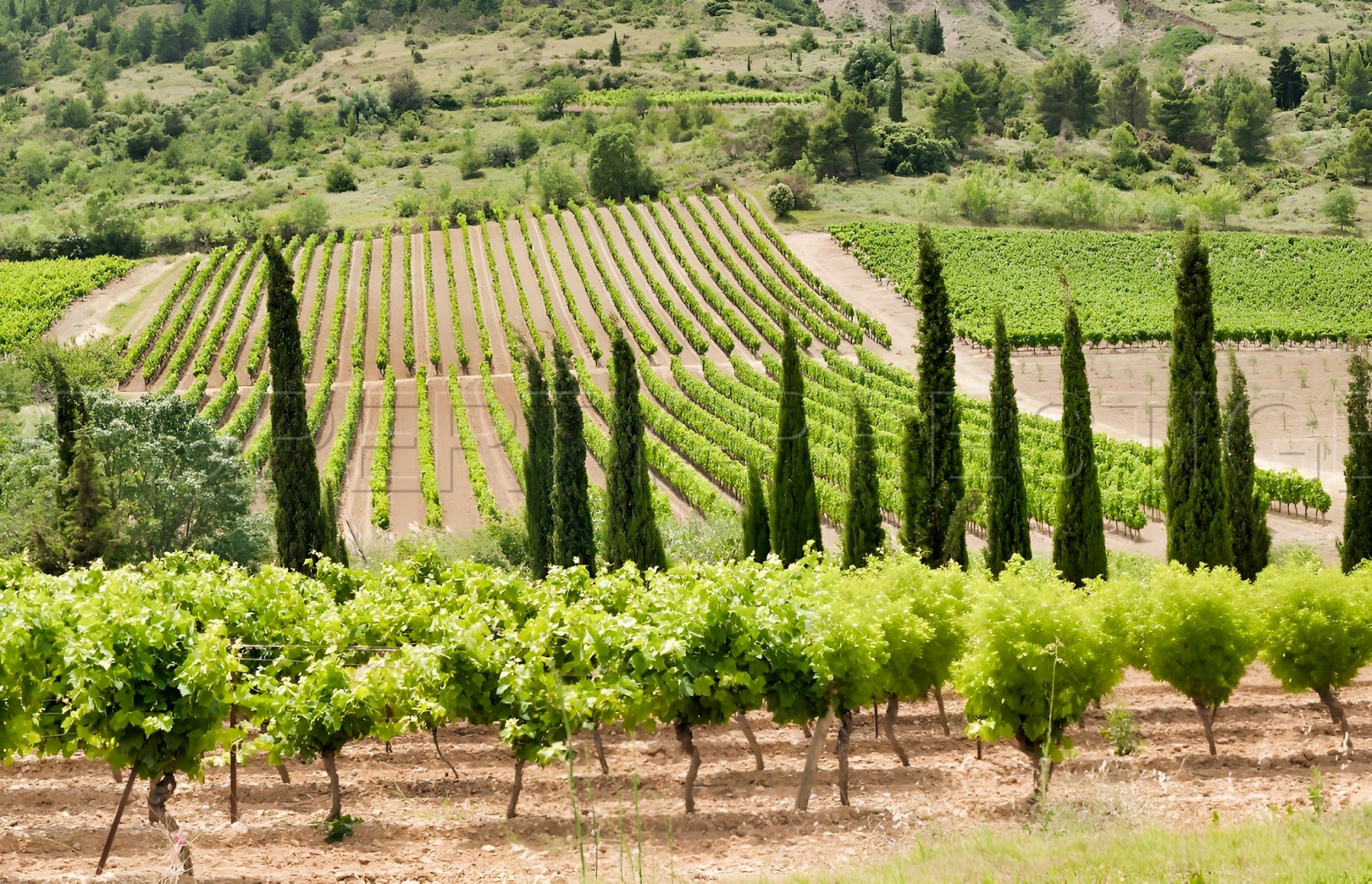 
                                                Vente
                                                 DOMAINE VITICOLE EN PROVENCE 200 HA
