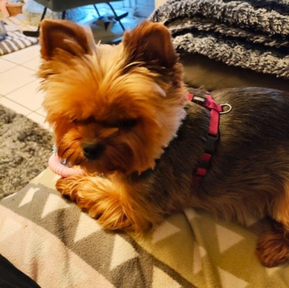 
                                                Chien
                                                 Don Yorkshire Petite Taille Très Propre