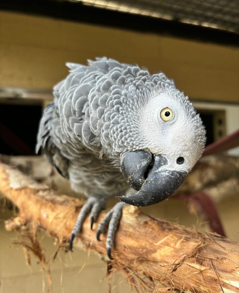 
                                                Oiseau
                                                 Donne magnifique Perroquet Gris du Gabon