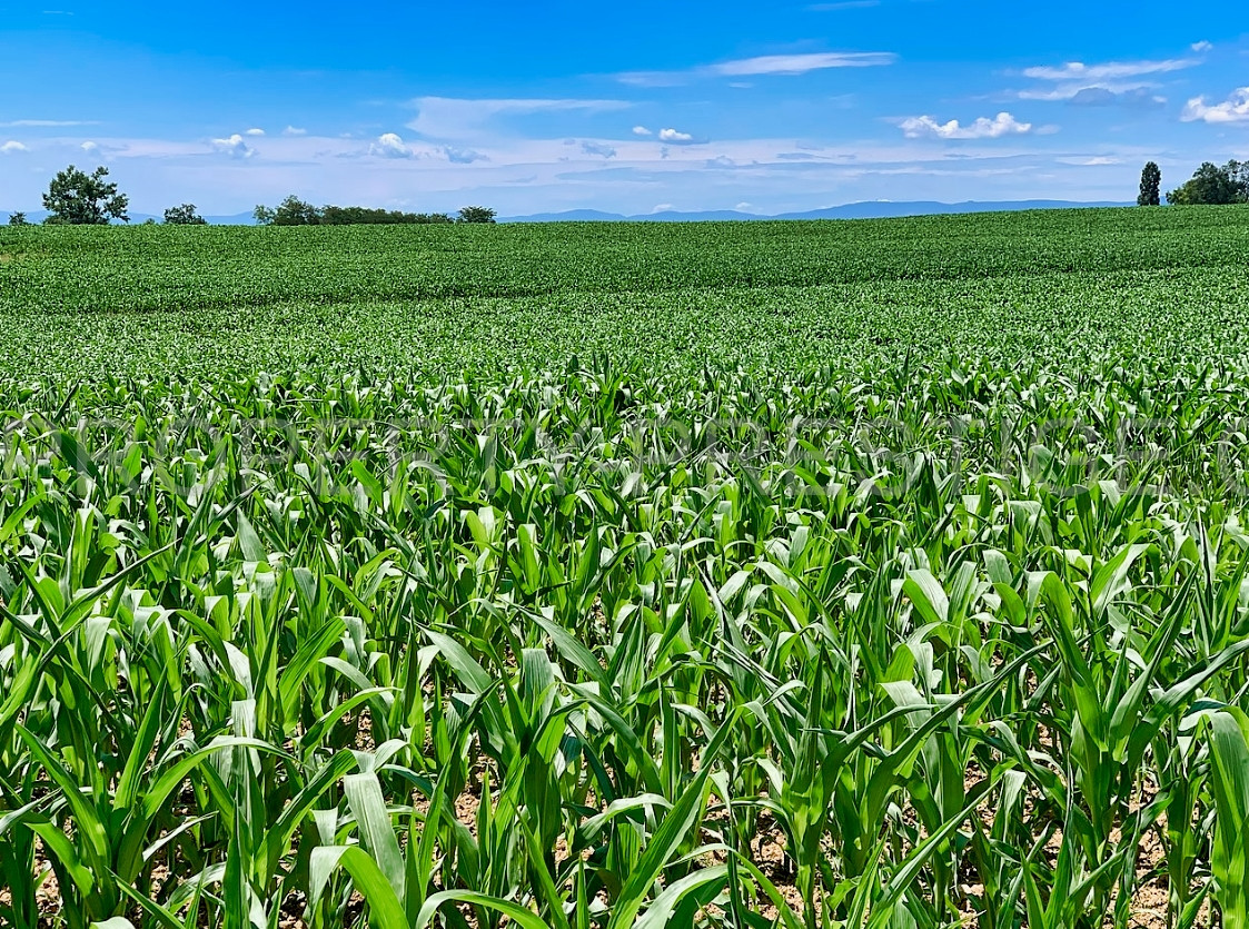 
                                                Vente
                                                 EXPLOITATION AGRICOLE TRES GRANDES SURFACES 500 HA