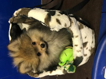 
                                                Chien
                                                 Femelle spitz nain a donner