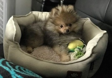 
                                                Chien
                                                 Femelle spitz nain a donner