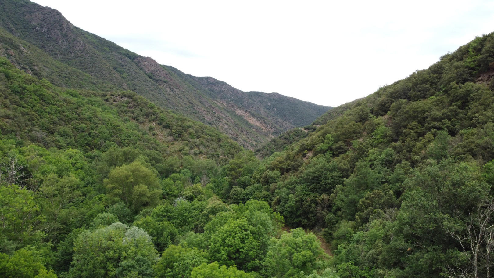 
                                                Vente
                                                 Forêt de 308 Hectares au Cœur du Conflent