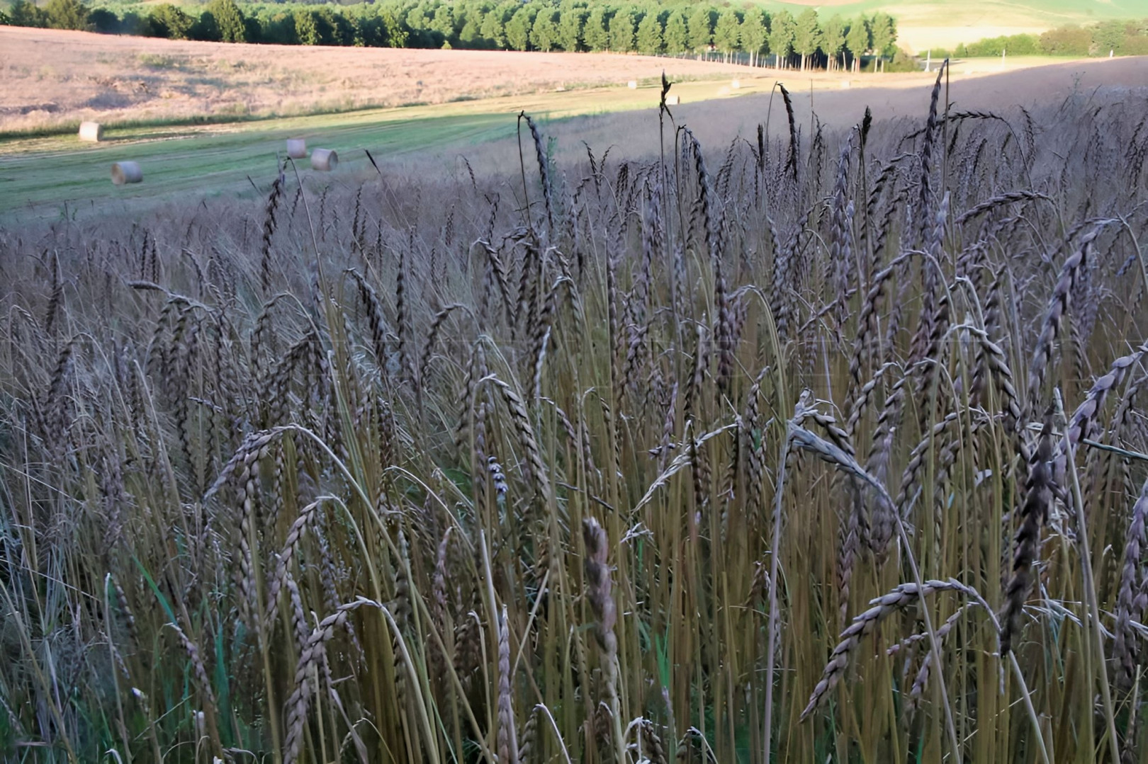 
                                                Vente
                                                 GERS Ferme autonome et bioclimatique 42 Ha